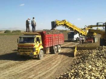 Altıntaş’Ta Hedef 200 Bin Ton Pancar Üretimi
