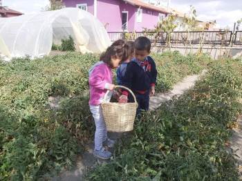 Altıntaş’Ta Öğrenciler Kendi Yetiştirdikleri Ürünleri Toplayıp Turşu Yaptılar
