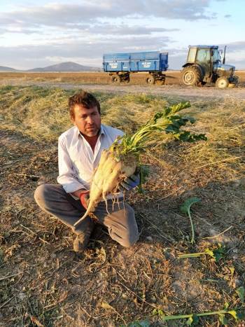 Altıntaş’Ta Pancar Hasadı
