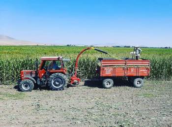 Altıntaş’Ta Silajlık Mıssır Hasatı Başladı
