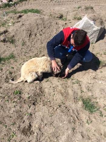 Altıntaş’Ta Sokak Hayvanları Unutulmuyor
