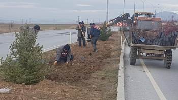 Altıntaş’Ta Süs Bitkisi Dikimi
