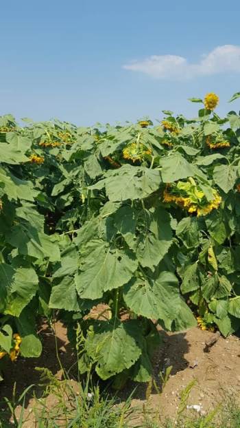 Altıntaş’Ta Tarımda Alternatif Ürün Üretimi
