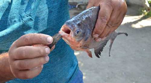 Amasya Yeşilırmak’ta pirana alarmı