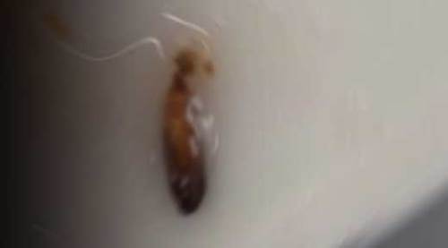 Anadolu Üniversitesi’nden kurtlu öğrenci yemeği!