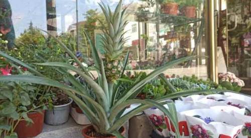 Anavatanı 11 bin kilometre ötede ama Eskişehir’de de satılıyor!