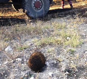Anız Yangınında Başı Yanan Kirpiyi Su Dökerek Soğuttular
