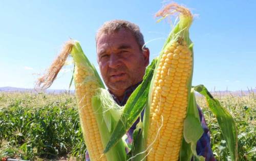 Ankara'da mısırın en iyisi orada yetişiyor, hasadı da başladı