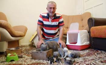 Anne Kedi Çöpe Bırakılan 5 Yavru Kediye Annelik Yapıyor
