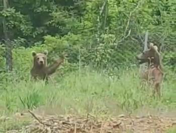 Anne Ve 2 Yavru Ayı Yiyecek Ararken Görüntülendi
