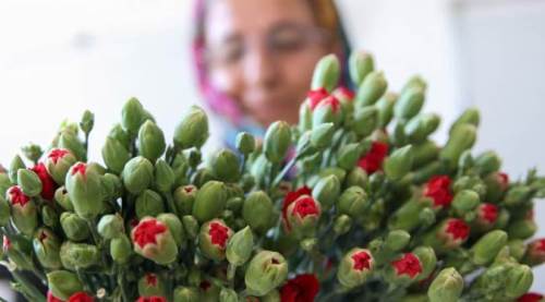 Anneler haklıymış... Çiçeklerin bile baş düşmanı...