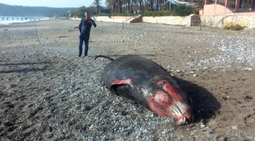 Antalya'da görenleri şaşkına çeviren manzara