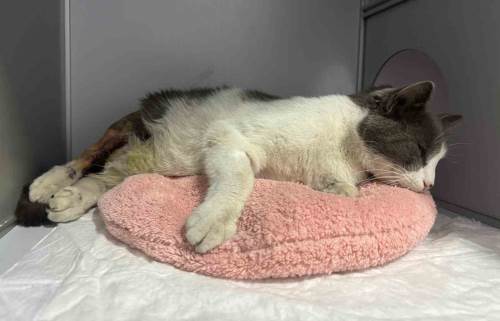 Apartmanın 7. katından düşen kedi ameliyatla sağlığına kavuştu