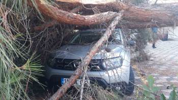 Arabanın Üzerine Ağaç Düşünce Kaymakamlık Harekete Geçti
