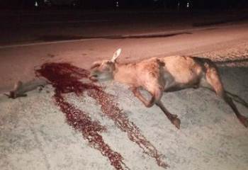 Aracın Çarptığı Geyik Telef Oldu, 2 Kişi Yaraladı
