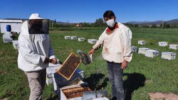 Arıcılar Bayram Mesaisinde
