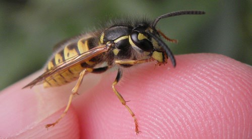 Arının soktuğu adam hayatını kaybetti