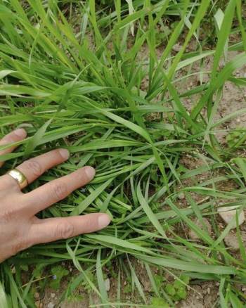 Arpa Ve Buğday Çeşitlerinin Gelişimleri Kontrol Edildi
