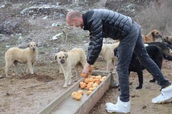 Artan Ekmekler Sokak Hayvanlarına Gidiyor
