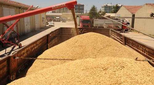 Aşırı yağış hububat rekoltesini etkiledi