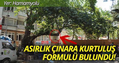 Asırlık çınar ağacını heykel kurtaracak!