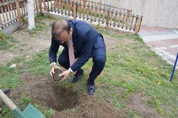 Asırlık İnkaya Çınarı Fidan Ve Tohumları Emet’Te Toprakla Buluştu
