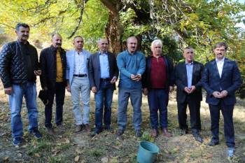 Asırlık Kestane Ağaçlarında Hasat
