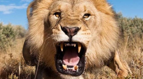 Aslan bakıcısını öldürdü