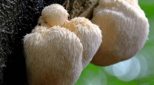 Aslan Yelesi Mantarının Faydaları, Bilimsel Kanıtlar ve Potansiyel Zararları