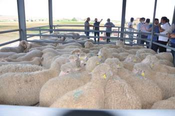 Aslanapa Belediyesi Canlı Hayvan Pazarı Ve Borsası Açıldı
