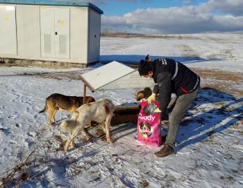 Aslanapa Belediyesi’Nden Sokak Hayvanlarına Yem Ve Mama Desteği
