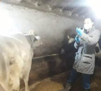 Aslanapa’Da ’’Şap’’ Aşısı Ve Buzağı Küpeleme Çalışmaları
