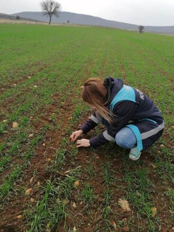 Aslanapa’Da ’’Tekfen 2064 Elit 1’’ Çeşidi Buğday Kontrolleri Yapıldı
