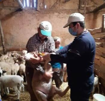 Aslanapa’Da ’’Veba Ve Brucella’’ Aşılama Kampanyası

