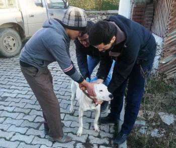 Aslanapa’Da  “Yasaklı Irk" Köpekler Kayıt Altına Alınıyor
