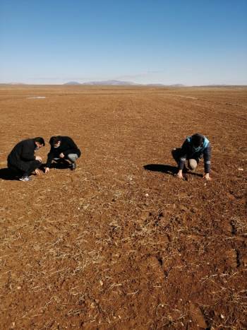 Aslanapa’Da ’’Zebrus’’ Böceği Kontrolleri
