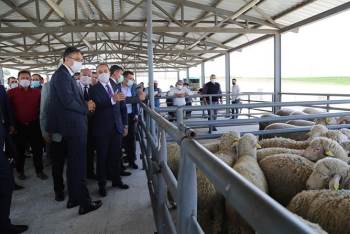 Aslanapa’Da 105 Adet Damızlık Koç Dağıtıldı
