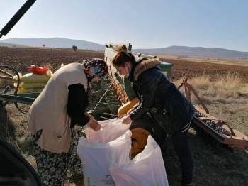 Aslanapa’Da Alternatif Buğday Çeşidi Deneme Ekimi
