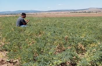 Aslanapa’Da Aspir Ve Nohut Bitkisinde Hastalık Zararlı Kontrolleri
