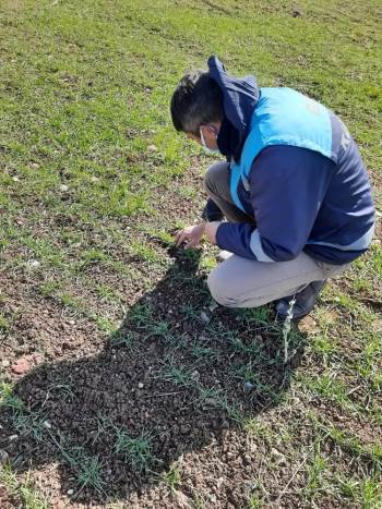 Aslanapa’Da Ekili Alanlar Kontrol Edildi
