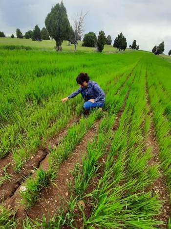 Aslanapa’Da Köylerde Yem Bitkisi Ekili Alanlarda Kontrol
