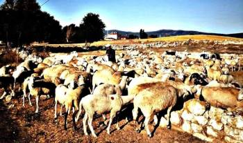 Aslanapa’Da Koyun Ve Keçi Çiçeği Hastalığı
