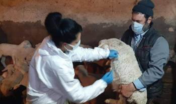 Aslanapa’Da Küçükbaş Hayvanlar Aşılanıyor
