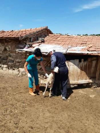 Aslanapa’Da Küçükbaş Hayvanlara Küpeleme Ve Aşılama Çalışmaları
