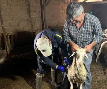 Aslanapa’Da Küçükbaş Ve Büyükbaş Hayvan Aşılama Çalışmaları
