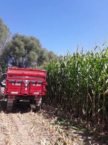 Aslanapa’Da Slajlık Mısır Hasadında Yüksek Verim Bekleniyor
