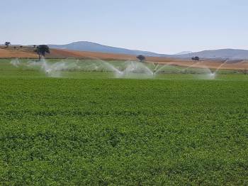 Aslanapa’Da Yonca Üretiminde Bir İlk
