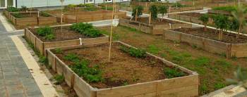 Ataşehir Belediyesi “Kent Bostanı” projesini hayata geçiriyor