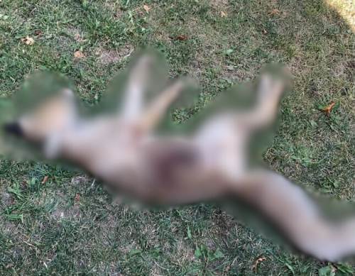 Av değil cinayet: Eskişehir’de av bölgesi dışında tilki öldürüldü!