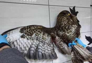 Av Koruma Ekibi Yaralı Halde Buldu
